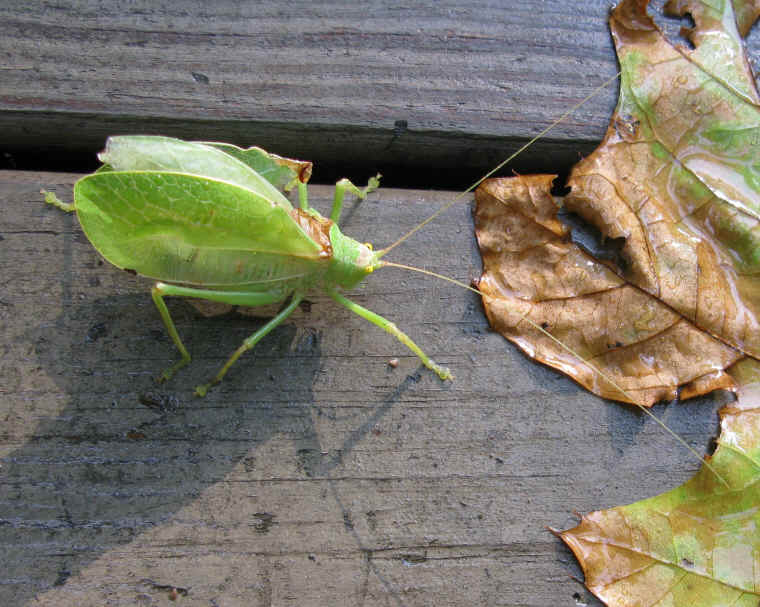 Katydid Grasshoppers (Tettigoniidae) - 12