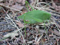 Katydid Grasshoppers (Tettigoniidae) - 18