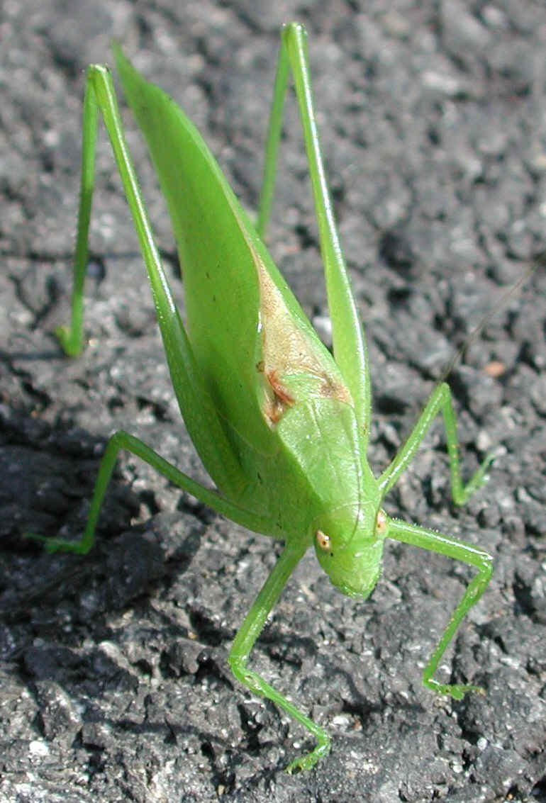 Katydid Grasshoppers (Tettigoniidae) - 19a
