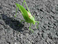 Katydid Grasshoppers (Tettigoniidae) - 20