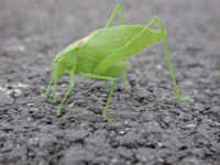 Katydid Grasshoppers (Tettigoniidae) - 22