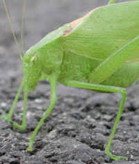 Katydid Grasshoppers (Tettigoniidae) - 22a