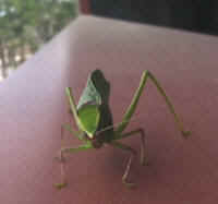 Katydid Grasshoppers (Tettigoniidae) - 24