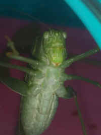 Katydid Grasshoppers (Tettigoniidae) - 40