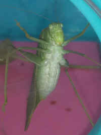 Katydid Grasshoppers (Tettigoniidae) - 41