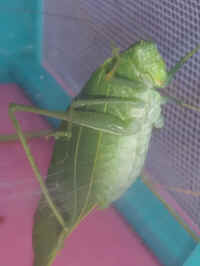 Katydid Grasshoppers (Tettigoniidae) - 42