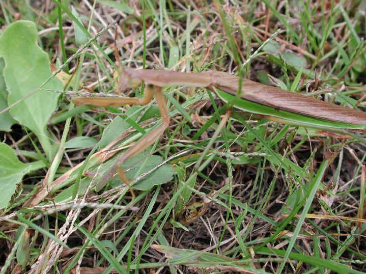 Praying Mantis (Mantis religiosa) - 02