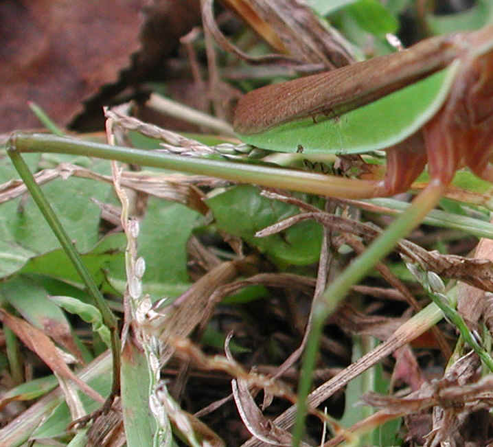 Praying Mantis (Mantis religiosa) - 03
