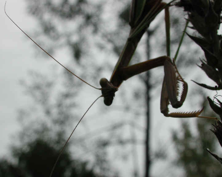 Praying Mantis (Mantis religiosa) - 07