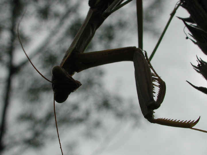 Praying Mantis (Mantis religiosa) - 08