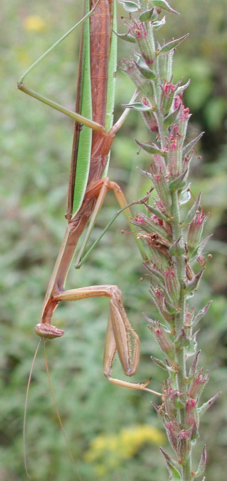 Praying Mantis (Mantis religiosa) - 09