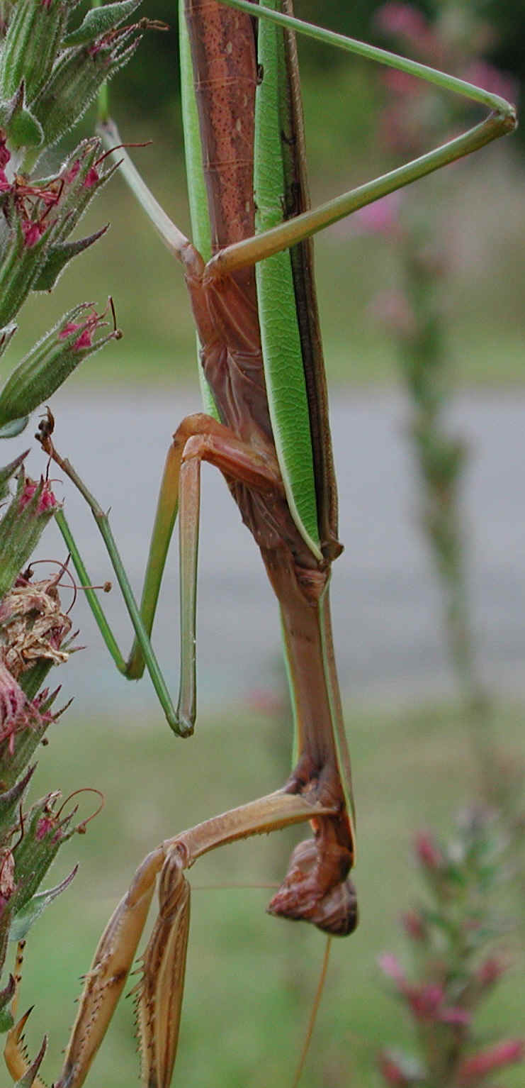 Praying Mantis (Mantis religiosa) - 10