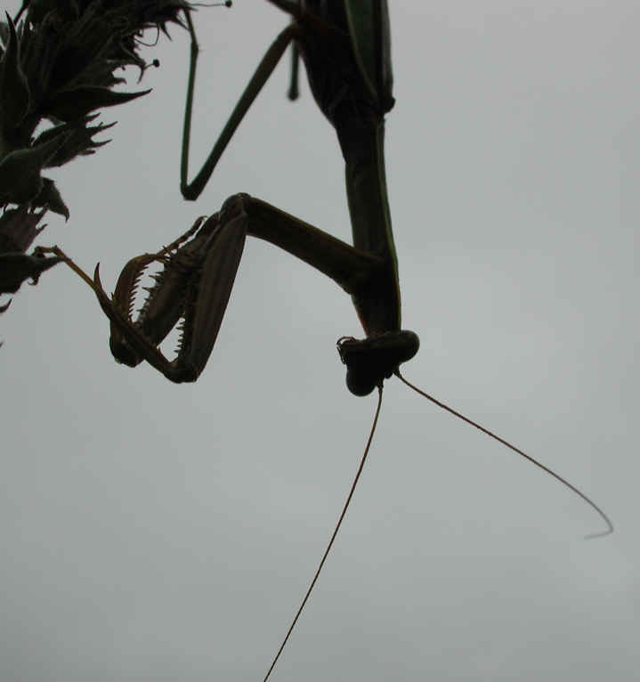 Praying Mantis (Mantis religiosa) - 11