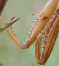 Praying Mantis (Mantis religiosa) - 14