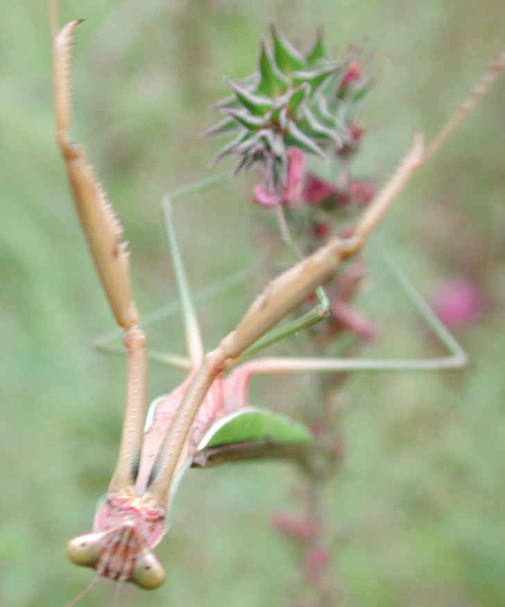 Praying Mantis (Mantis religiosa) - 15