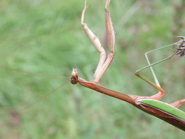 Praying Mantis (Mantis religiosa) - 16