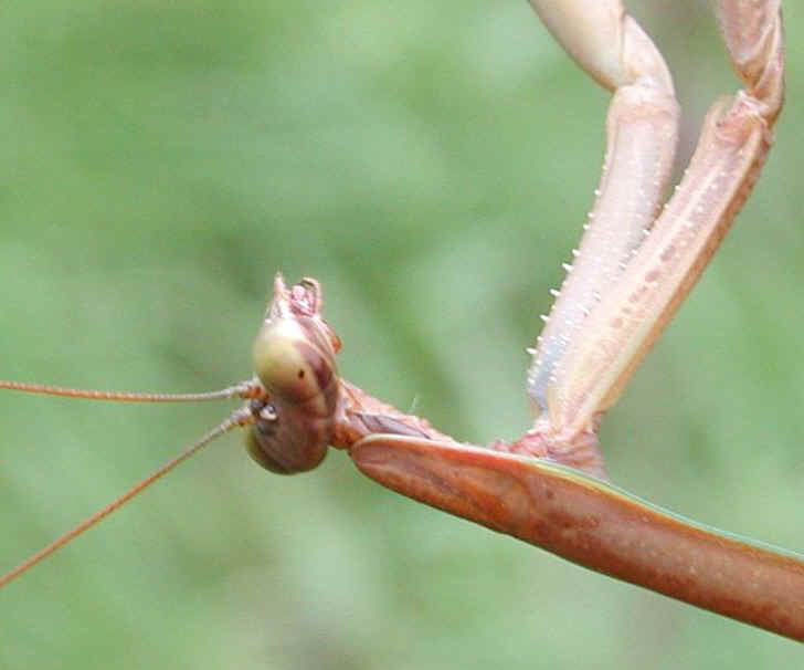 Praying Mantis (Mantis religiosa) - 16b