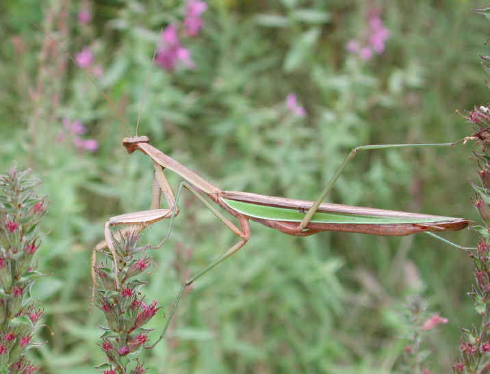 Praying Mantis (Mantis religiosa) - 17