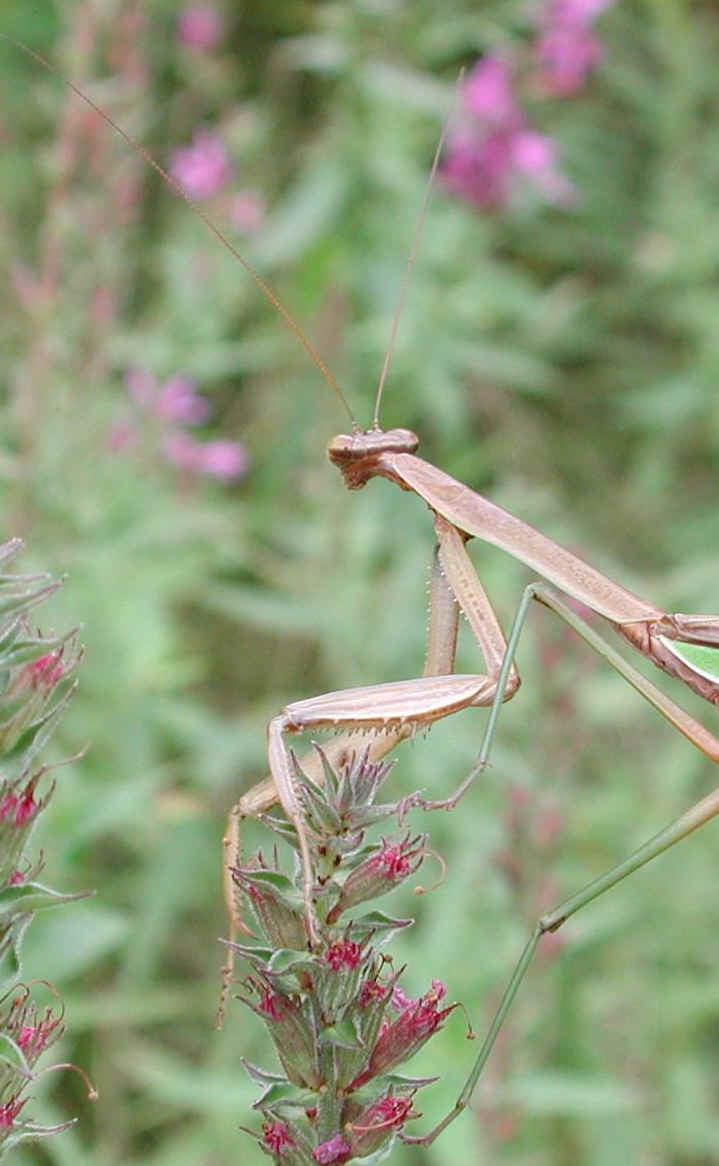 Praying Mantis (Mantis religiosa) - 17a