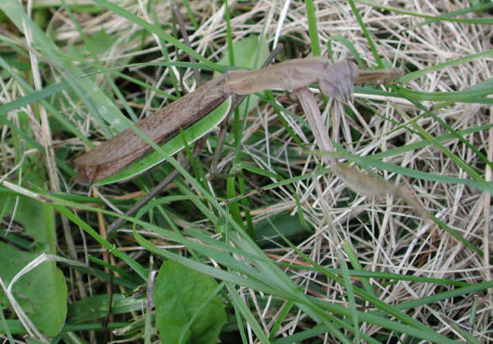 Praying Mantis (Mantis religiosa) - 23