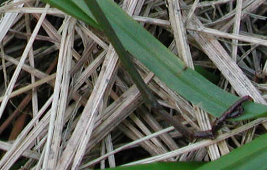 Praying Mantis (Mantis religiosa) - 24
