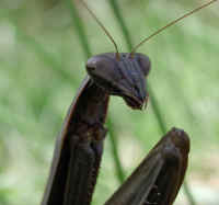 Praying Mantis (Mantis religiosa) - 25