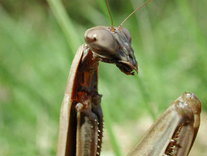 Praying Mantis (Mantis religiosa) - 27