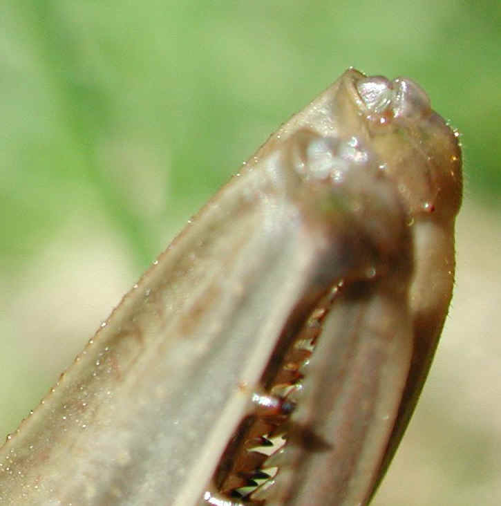 Praying Mantis (Mantis religiosa) - 27a