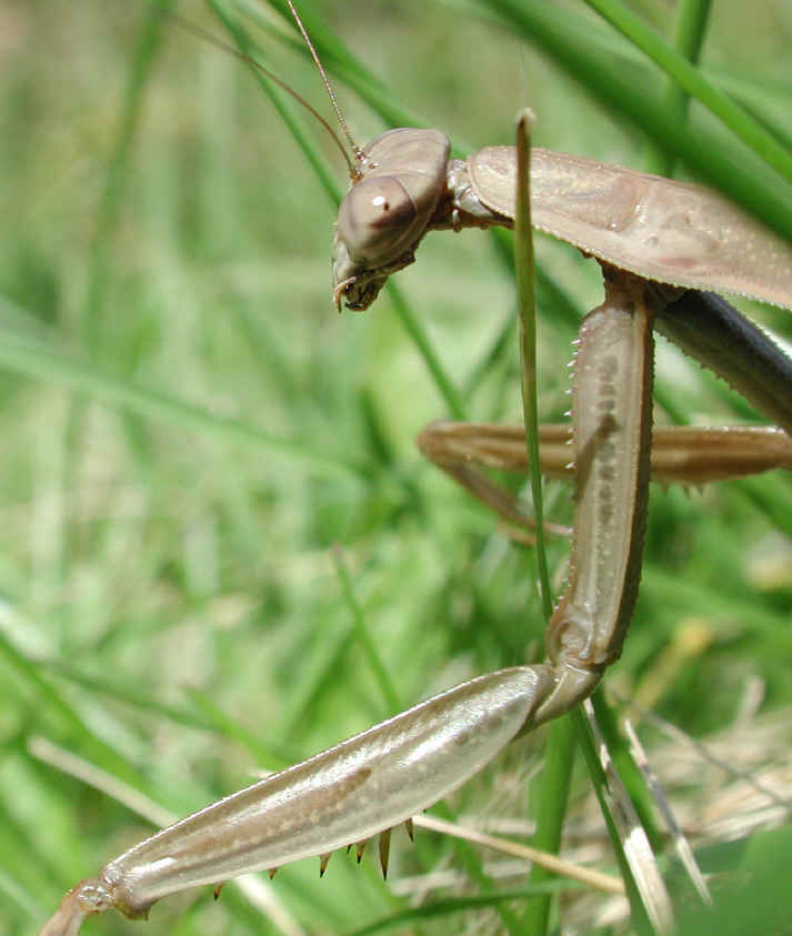 Praying Mantis (Mantis religiosa) - 28