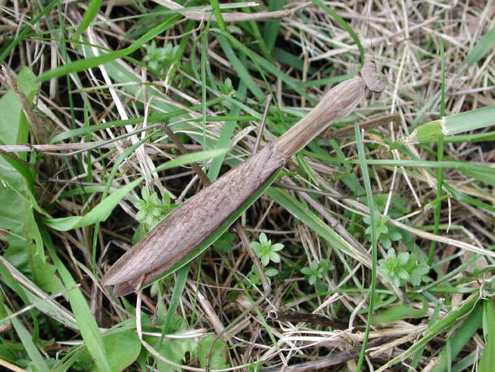 Praying Mantis (Mantis religiosa) - 29