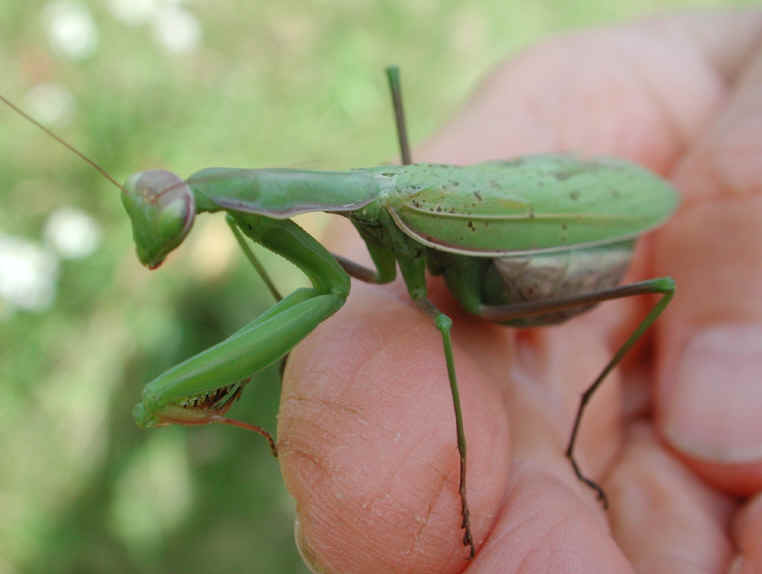 Praying Mantis (Mantis religiosa) - 30