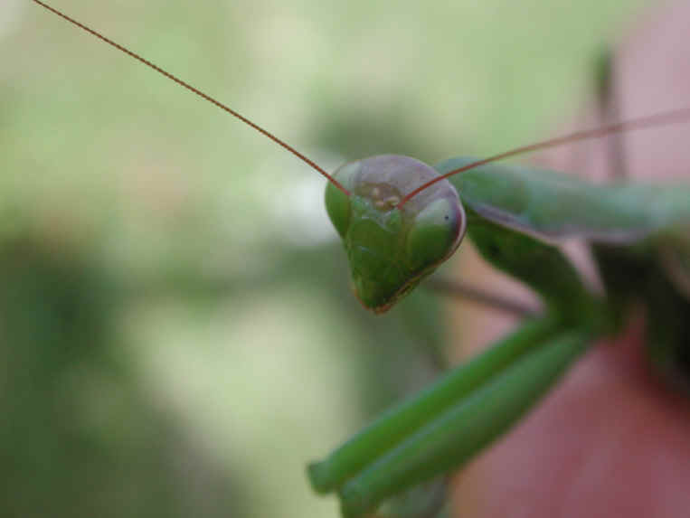 Praying Mantis (Mantis religiosa) - 31