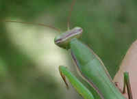 Praying Mantis (Mantis religiosa) - 32a