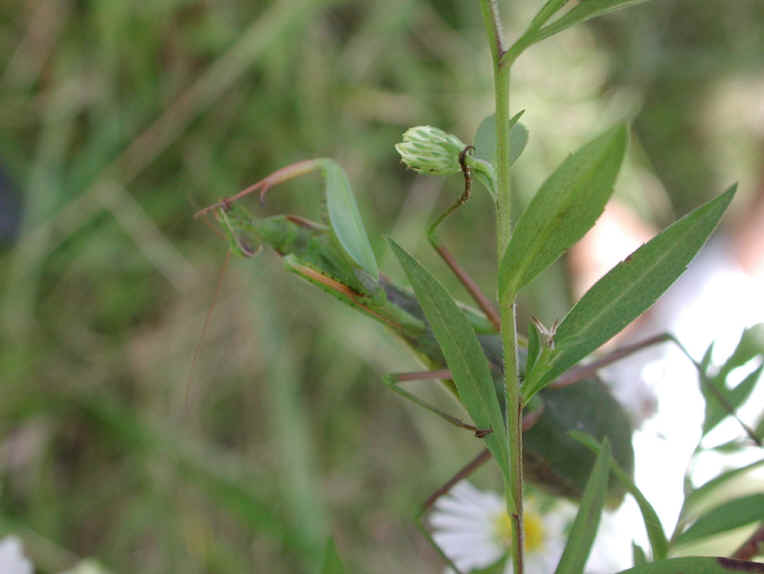Praying Mantis (Mantis religiosa) - 35
