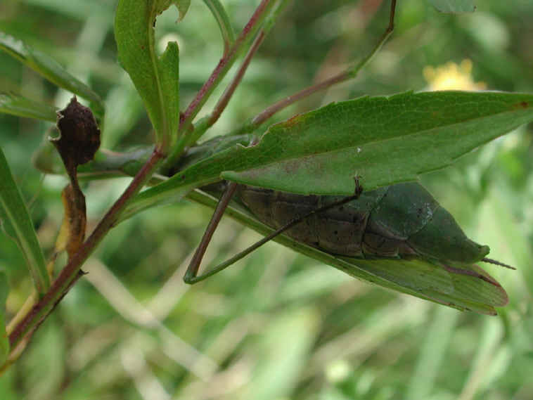 Praying Mantis (Mantis religiosa) - 37