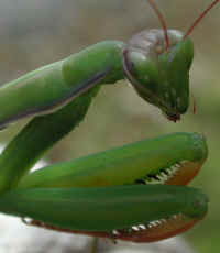 Praying Mantis (Mantis religiosa) - 40a