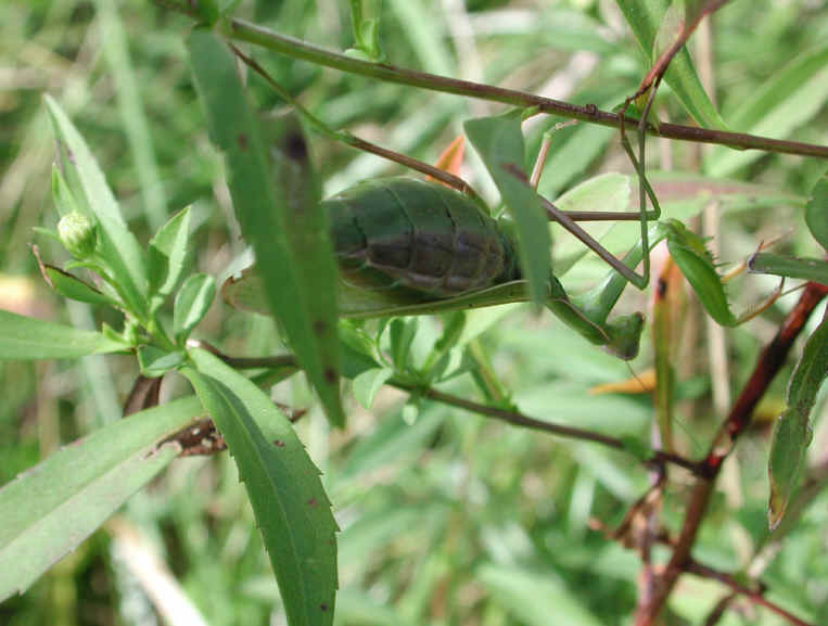 Praying Mantis (Mantis religiosa) - 41