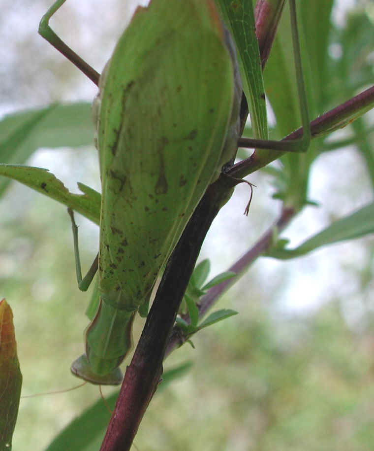 Praying Mantis (Mantis religiosa) - 42