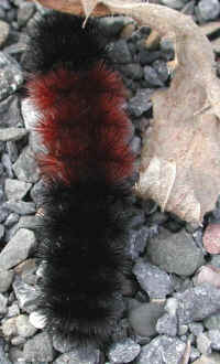 Wooly Bear Caterpillar (Pyrrharctia isabella) - Isabella Tiger Moth Larva - 02