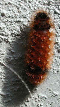 Woolly Bear Caterpillar (Pyrrharctia isabella) - Isabella Tiger Moth Larva - 04