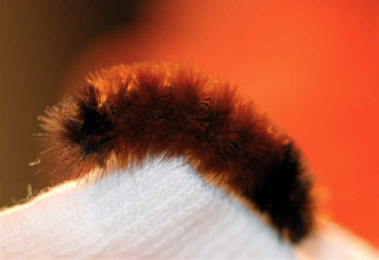 Woolly Bear Caterpillar (Pyrrharctia isabella) - Isabella Tiger Moth Larva - 16