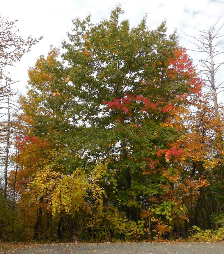 Leaf Peeper's Dream - 13 Oct 2015 - 02