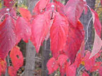 Leaf Peeper's Dream - Flowering Dogwood - 01