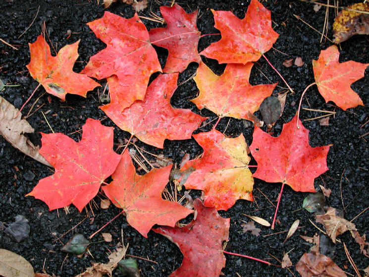 Leaf Peeper's Dream - Maple - 03