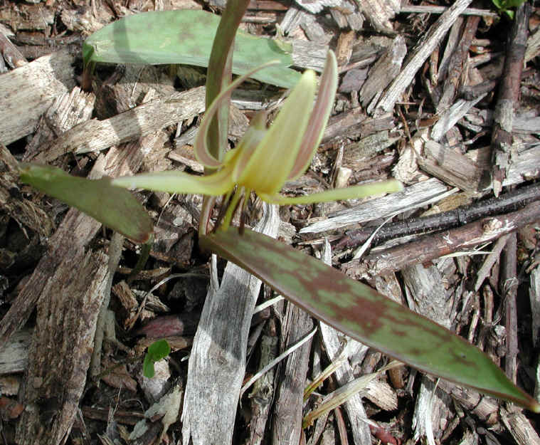 Adder's Tongue (Erythronium americanum) - 04
