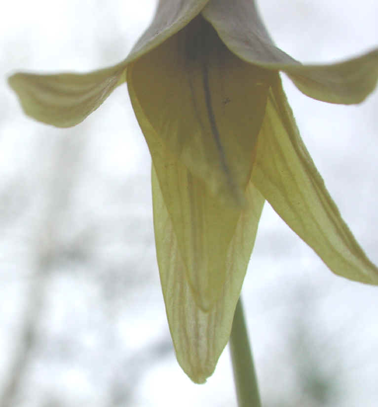 Adder's Tongue (Erythronium americanum) - 06
