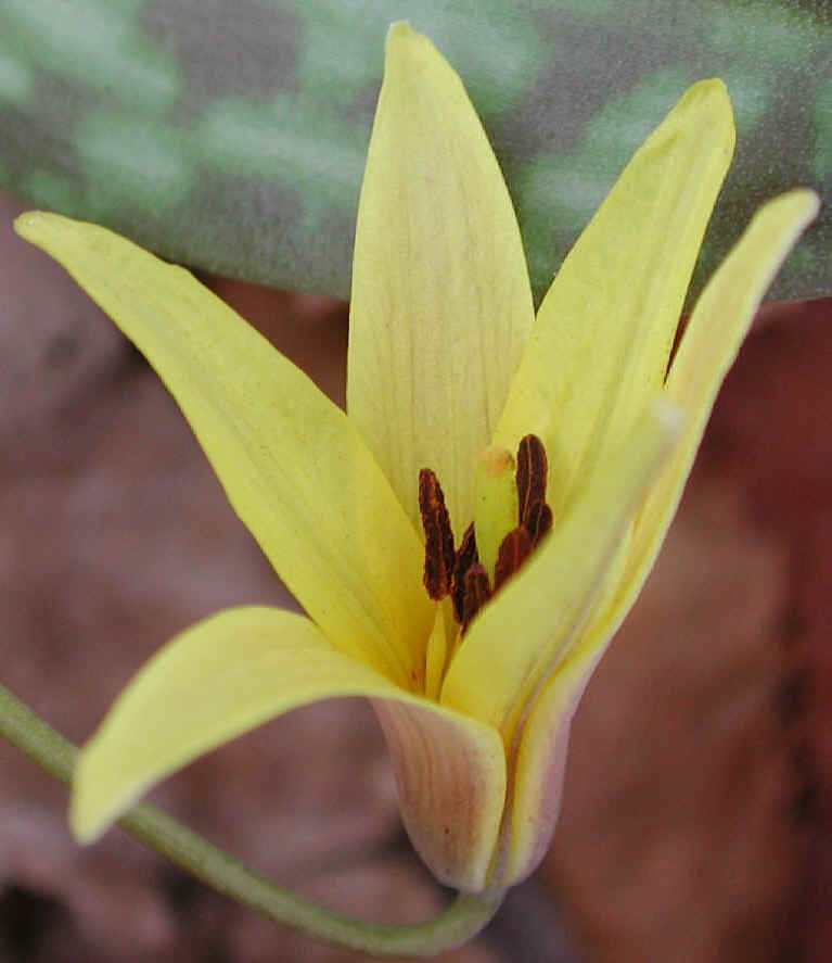 Adder's Tongue (Erythronium americanum) - 09