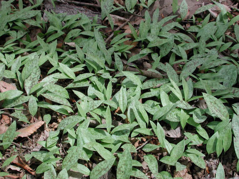 Adder's Tongue (Erythronium americanum) - 10