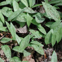 Adder's Tongue (Erythronium americanum) - 10a