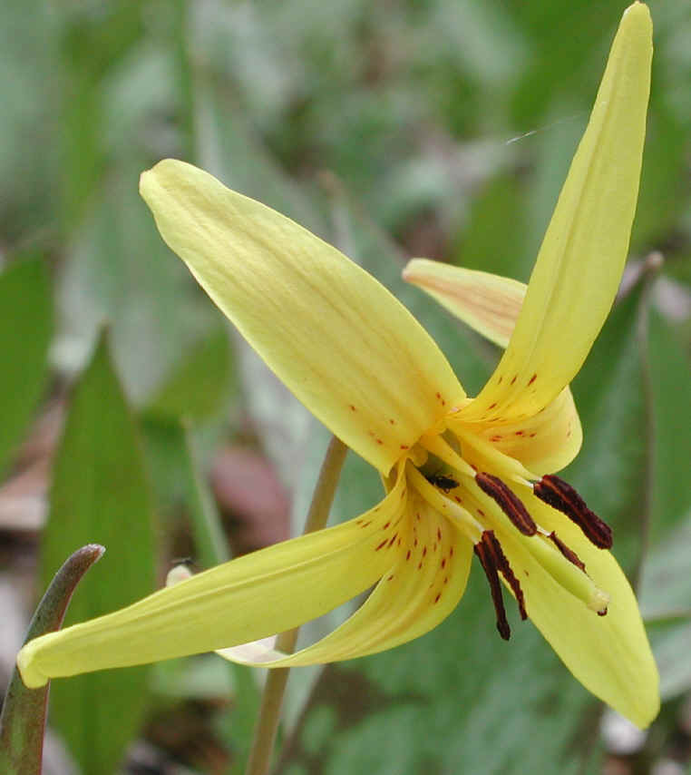 Adder's Tongue (Erythronium americanum) - 13